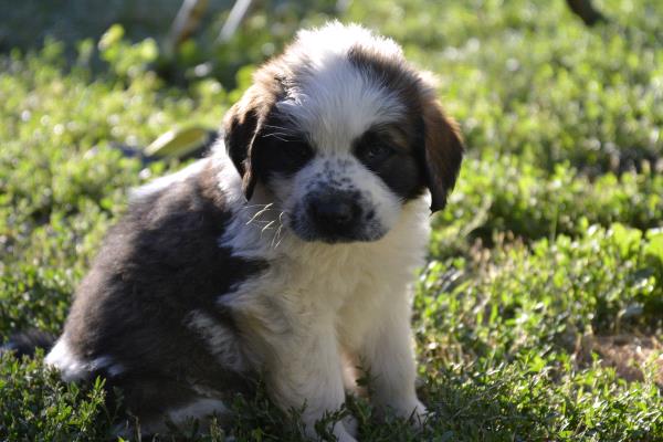 /Images/uploads/Humane Society of Utah/HSUCalendar/entries/1151thumb.jpg